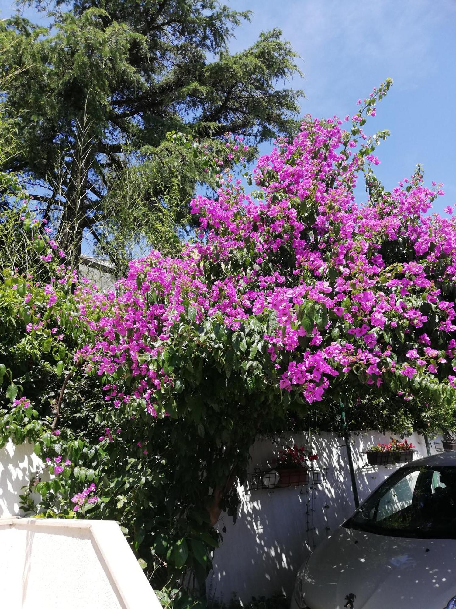 Apartments Poretti For 2,In Center Parking Free In The Yard,6 Min Beach Walk Rovinj Ngoại thất bức ảnh