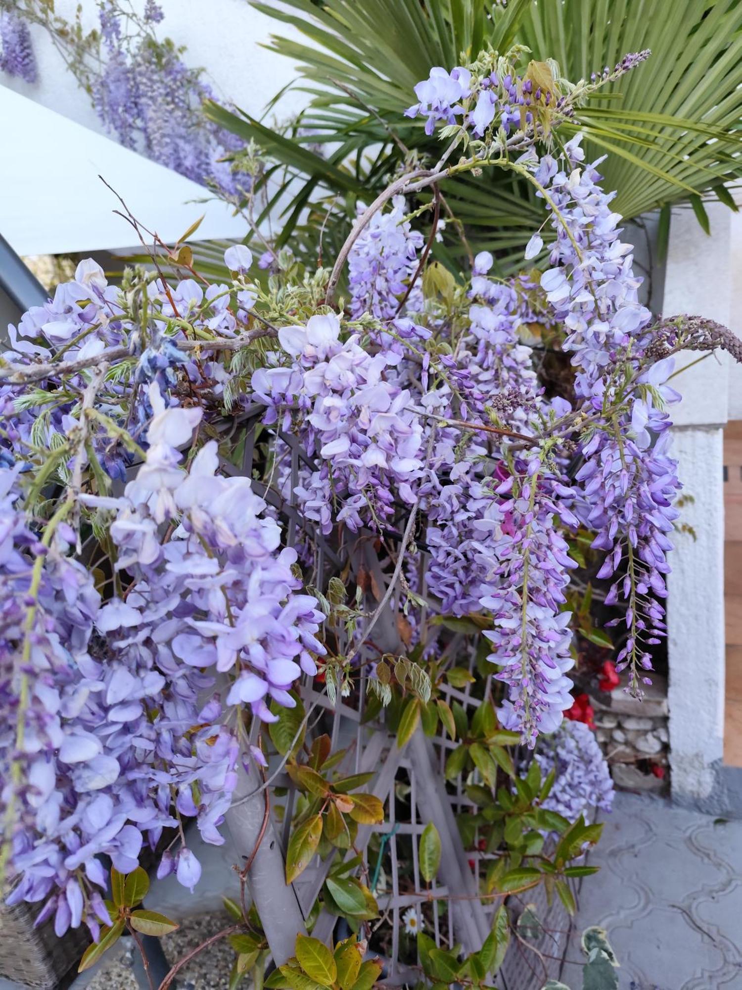 Apartments Poretti For 2,In Center Parking Free In The Yard,6 Min Beach Walk Rovinj Ngoại thất bức ảnh